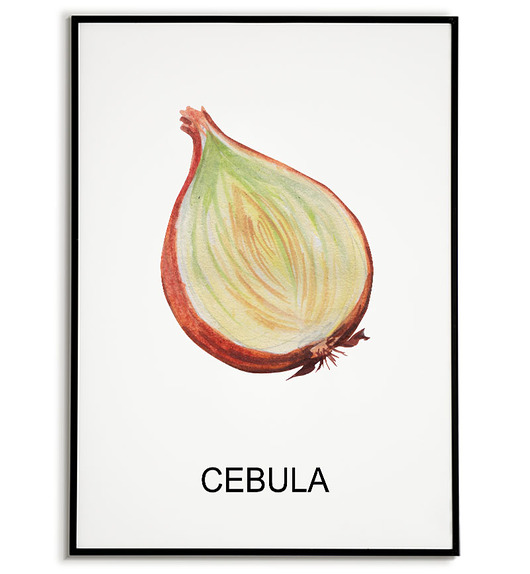 plakaty Plakat  GRAFIKA CEBULA warzywa obraz ZIOŁA