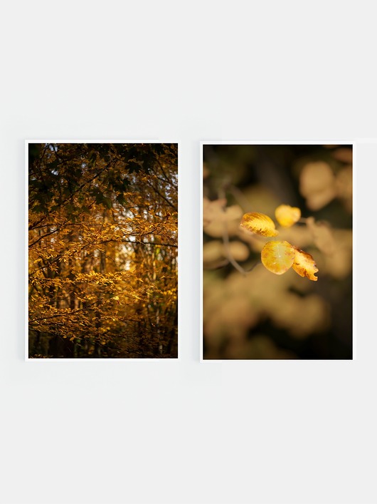 fotografia Zestaw fotografii: jesienne liście