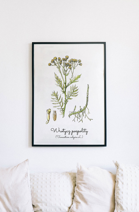plakaty Plakat  ilustracja tablica botaniczna wrotycz