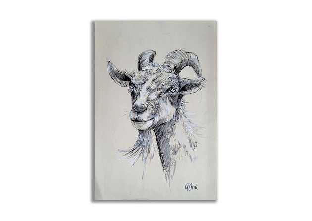 grafiki i ilustracje Grafika ręcznie malowana "Koza" kozioł