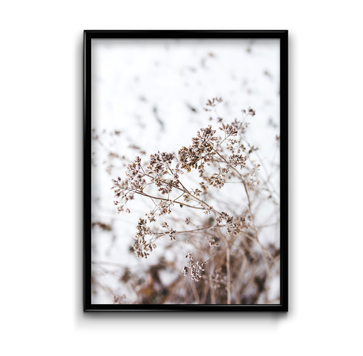 Plakat Suche rośliny  Bury Lis