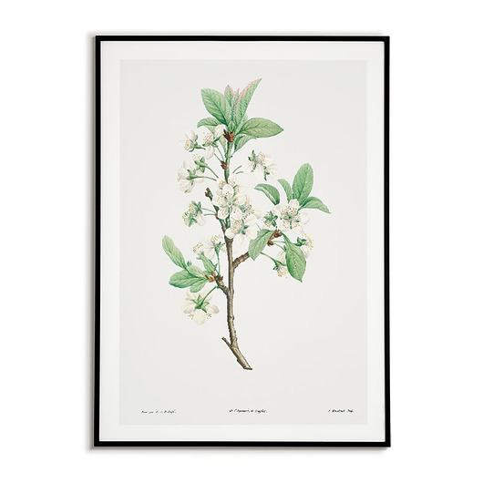 Plakat botaniczny GRAFIKA KWIAT ŚLIWKI Bajkowe Obrazki