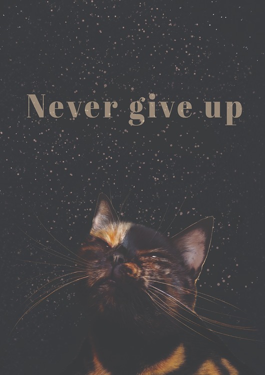 plakaty Plakat Never give up