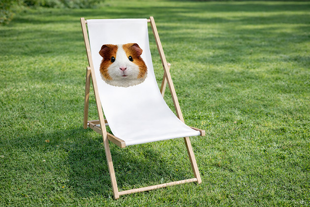 krzesła Leżak ze świnką morską