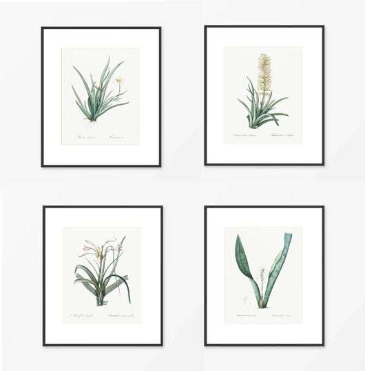 grafiki i ilustracje PLAKATY botaniczne ilustracje vintage