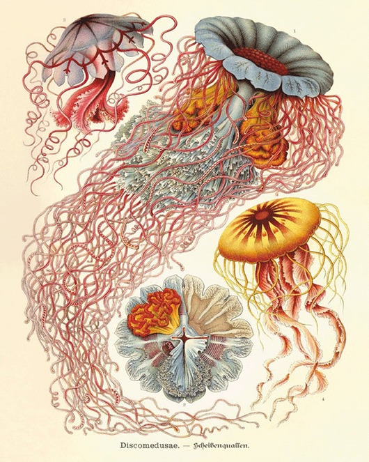 grafiki i ilustracje Rysunek grafika litografia meduza ocean