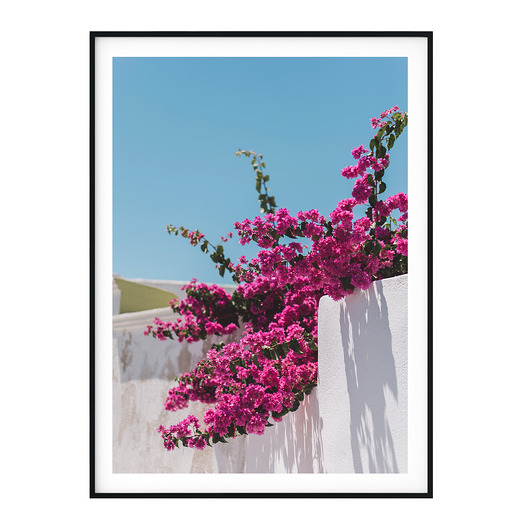 plakaty Plakat botaniczny Bugenwilla