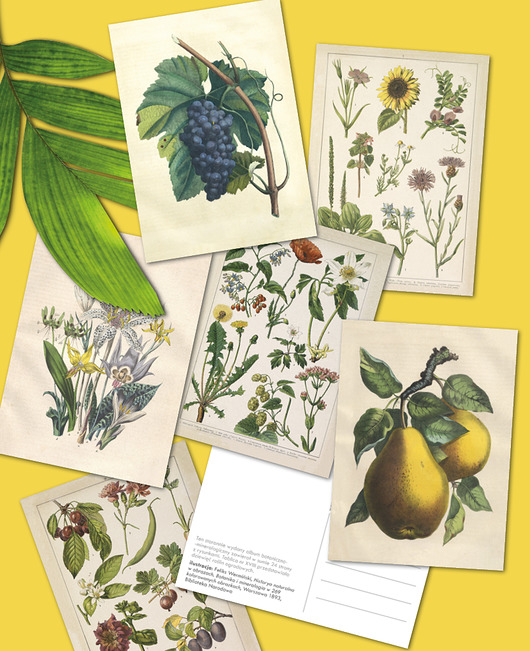 Ilustracje botaniczne - 6 pocztówek papiery pantery