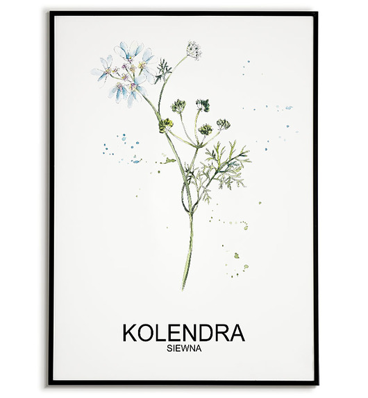 plakaty Plakat  GRAFIKA KOLENDRA warzywa ZIOŁA