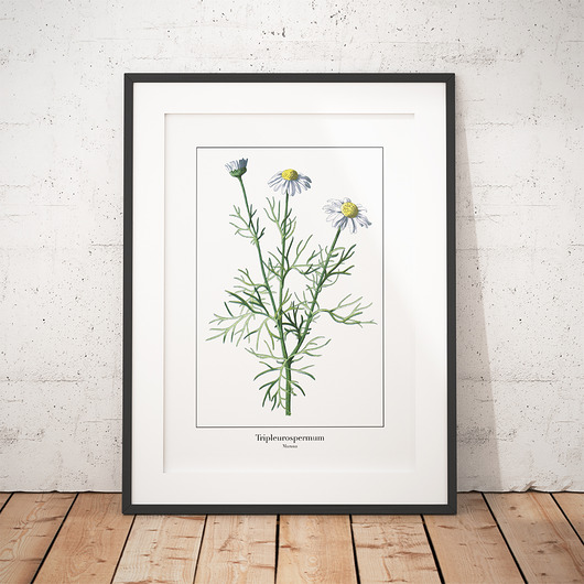 Plakat botaniczny Maruna trochę na ścianę