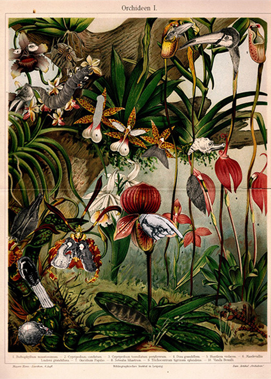 plakaty Plakat Orchidee