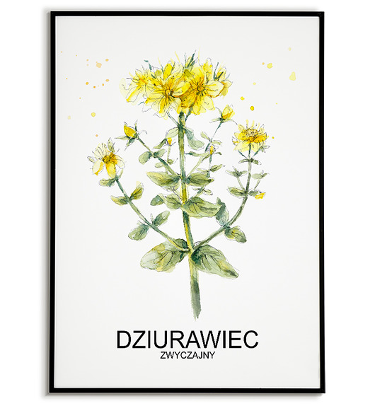 plakaty Plakat  GRAFIKA DZIURAWIEC warzywa ZIOŁA