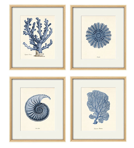 grafiki i ilustracje Zestaw 4 grafik  koralowiec reprodukcja morskie