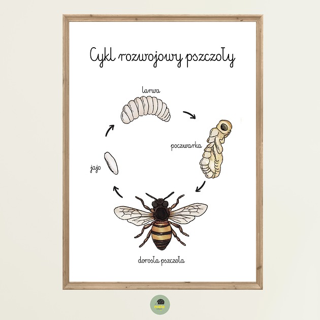 obrazy i plakaty do pokoju dziecięcego Plakat Edukacyjny Cykl życiowy rozwojowy Pszczoły Montessori dla dzieci