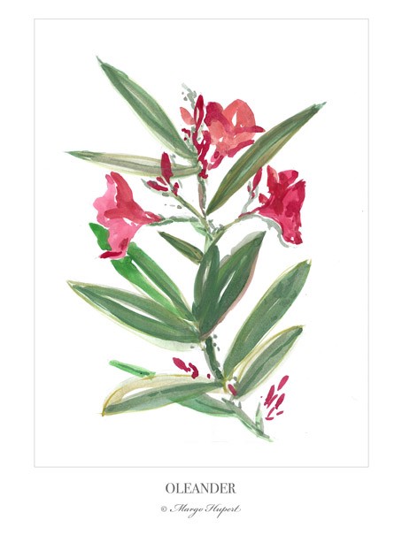 Oleander, print | 30x40 cm Margo Hupert