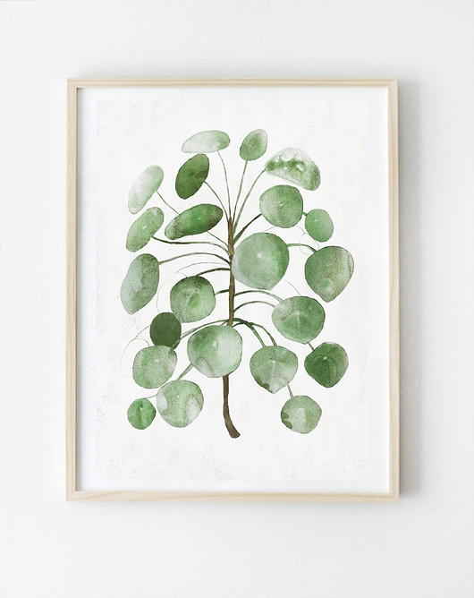 Pilea  A3  ilustracja botaniczna Anita Tomala