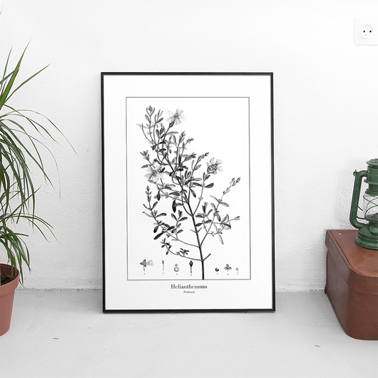Plakat botaniczny Posłonek trochę na ścianę