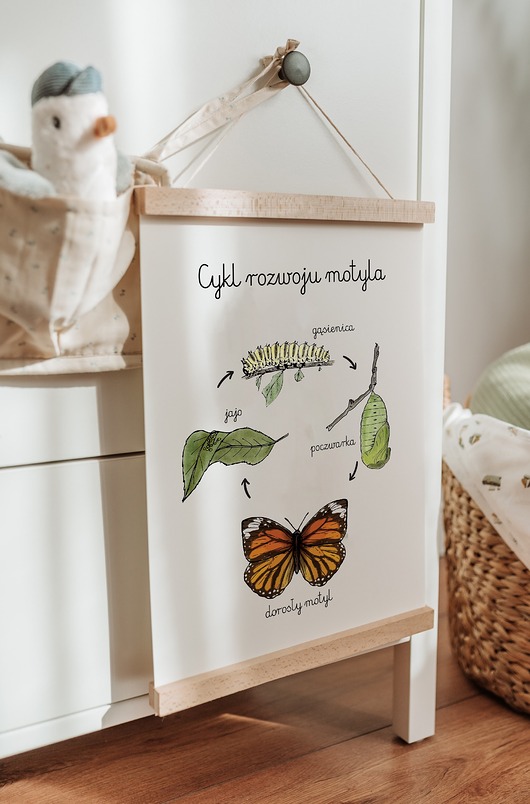 obrazy i plakaty do pokoju dziecięcego Plakat Edukacyjny Cykl rozwojowy motyla Montessori dla dzieci