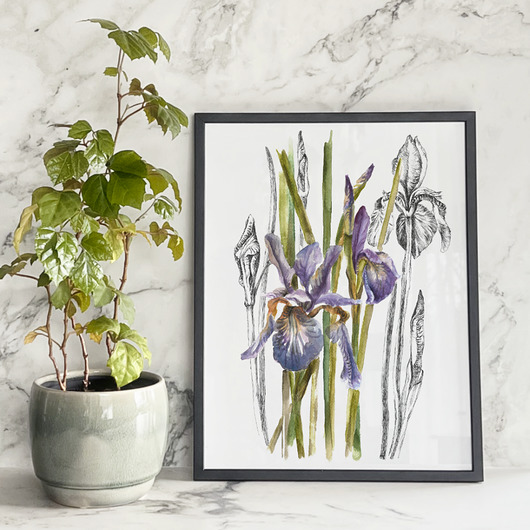 grafiki i ilustracje Irysy