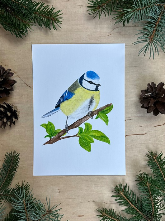 plakaty Plakat z sikorką modraszką