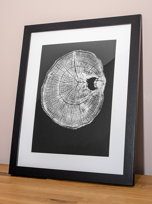 grafiki i ilustracje Obraz Botaniczny w ramie 30x40cm. Autorski Plakat Przekrój Drzewa Akacja