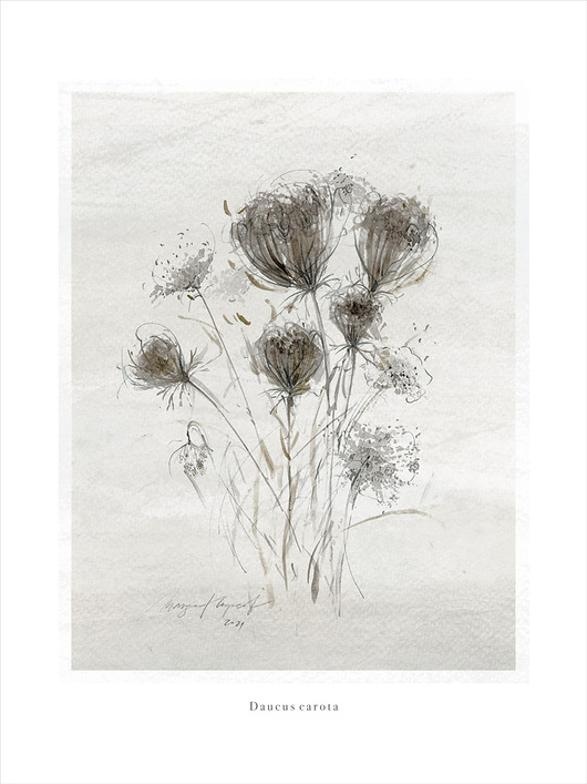 Plakat Daucus carota 30x40 cm Margo Hupert