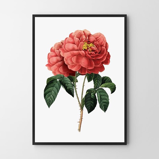 plakaty Plakat Czerwona róża