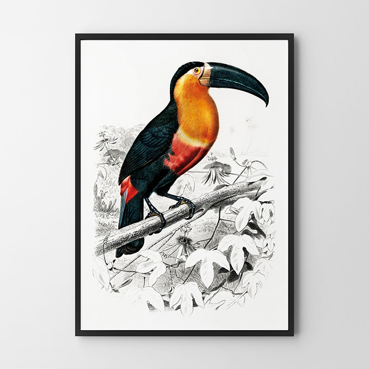 plakaty Plakat Tukan vintage