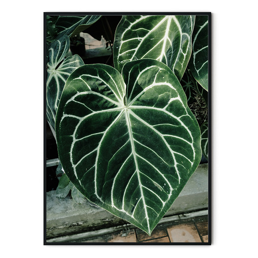 Plakat botaniczny Alokazja myscandi