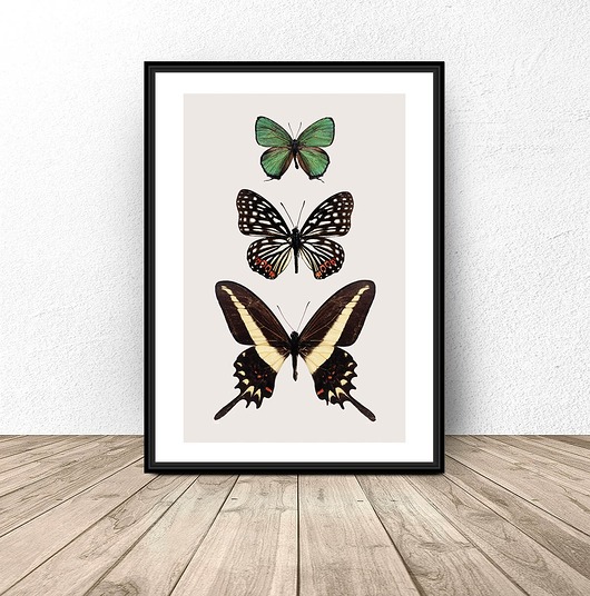 plakaty Plakat na ścianę z motylami 50x70 (500mm x 700mm)