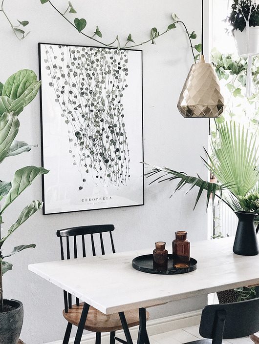 Plakat Ceropegia 50x70 cm Margo Hupert
