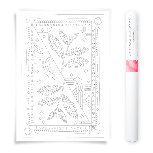 plakaty Plakat do Kolorowania Roślina Herbaciana Camelia Sinensis 50x70cm