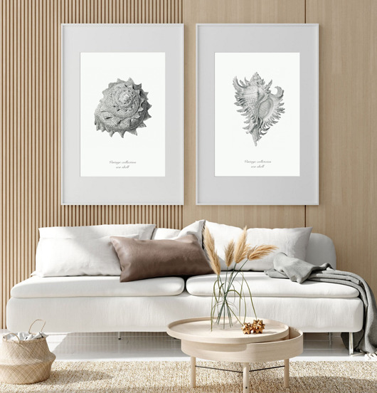 plakaty DWA PLAKATY muszle vintage ilustracje