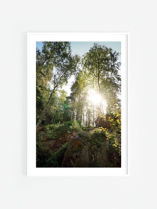 fotografia Oświetlony las