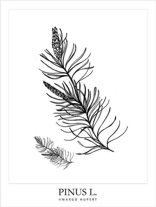 PINUS L. 30x40 cm Margo Hupert