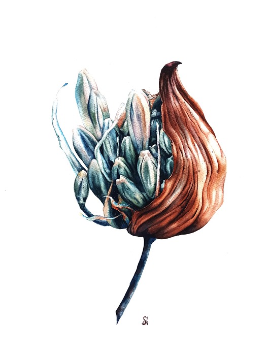 obrazy "Agapant" 31*41cm/ akwarela