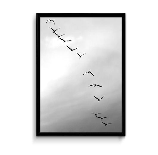 Ptaki 50x70 plakat Bury Lis