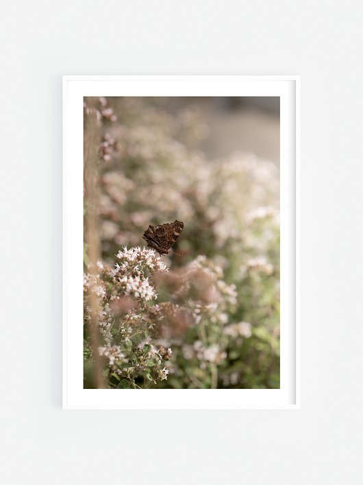 fotografia Motyl III