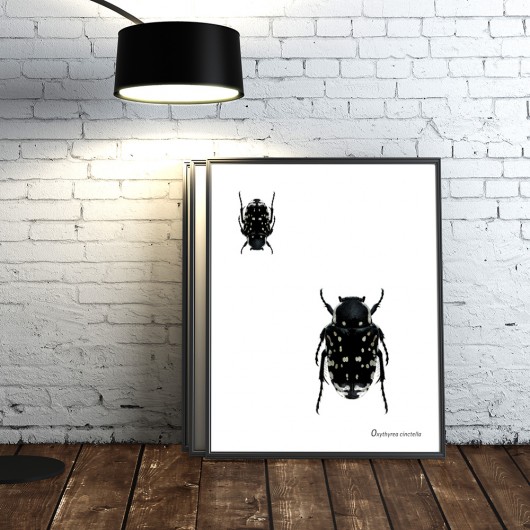  plakat - "Sok z żuka" (04) Maja Gajewska