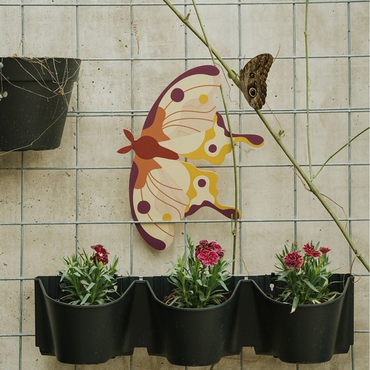 Ozdoby na ścianę Plakat Comet Moth - dekoracja ścienna motyl