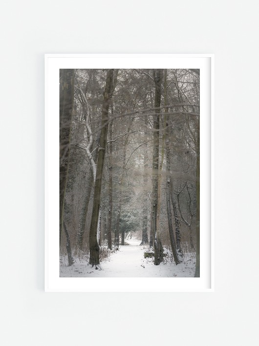 fotografia Ośnieżona aleja