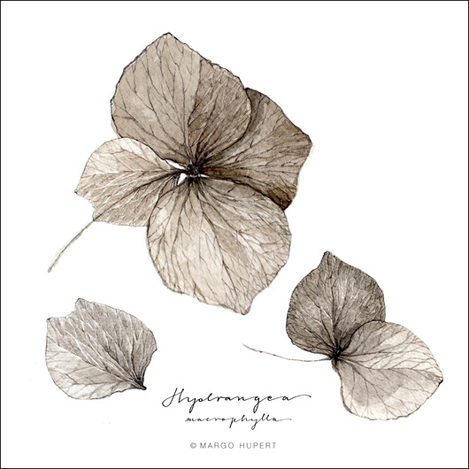 grafiki i ilustracje Kwiat hortensji / Fine Art print