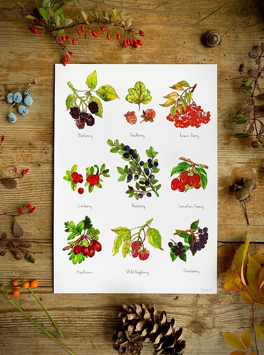 grafiki i ilustracje Owoce leśne- grafika na ścianę- ilustracja- las