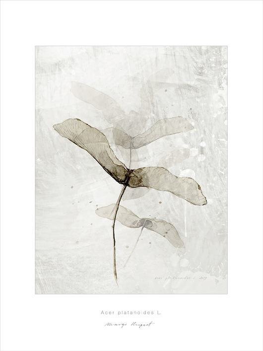 Klon Acer planetoids L. print { 30x40 cm } Margo Hupert
