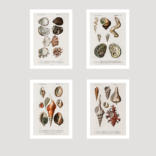 Zestaw plakatów SEASHELLS muybien