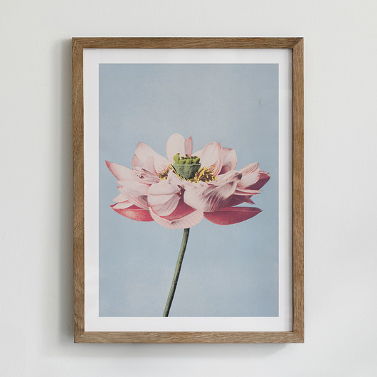 plakaty Plakat- Lotus