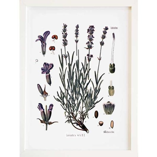 LAWENDA Obraz w ramce A3,ilustracja botaniczna botanika