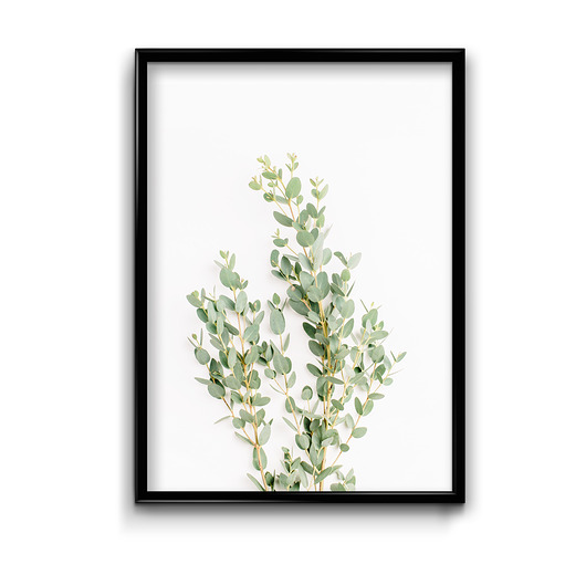 plakaty Plakat Eukaliptus 