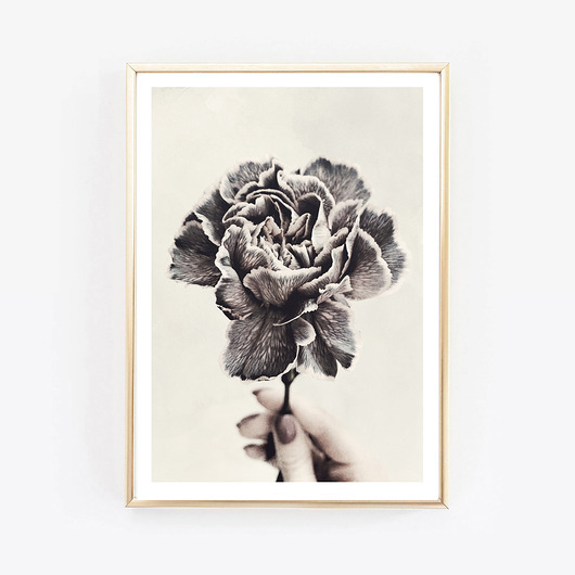 fotografia Carnation Flower, kwiat fotografia, 