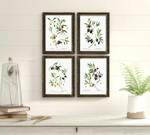 grafiki i ilustracje PLAKATY botaniczne ilustracje oliwki